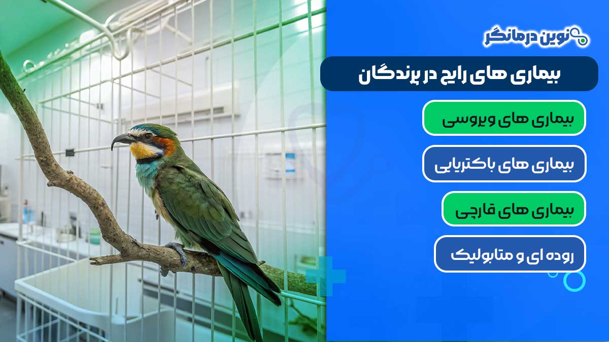 بیماری های رایج در پرندگان